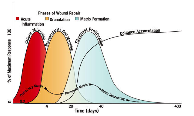 Figure 1.

Ravin TH, Cantieri MS, Pasquarello GJ. 2008. Principles of Prolotherapy. Denver, CO: American Academy of Musculoskeletal Medicine. 
